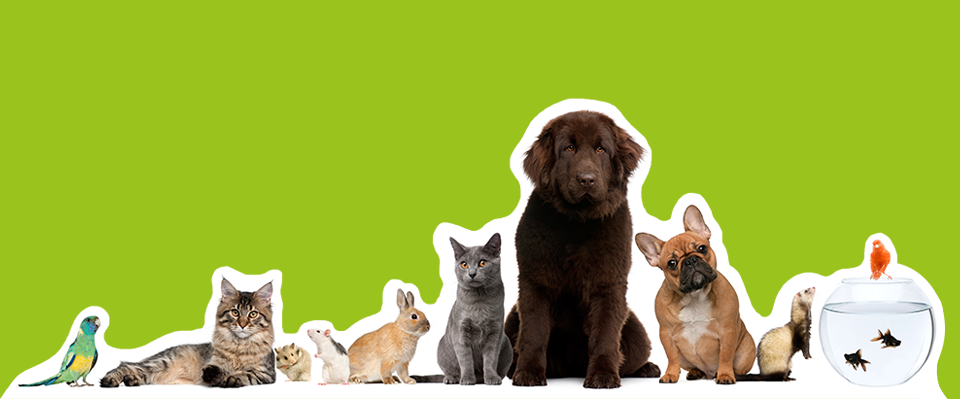 Dierenkliniek Crooswijk