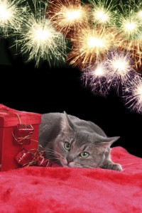 Dierenkliniek Crooswijk vuurwerk angst kat