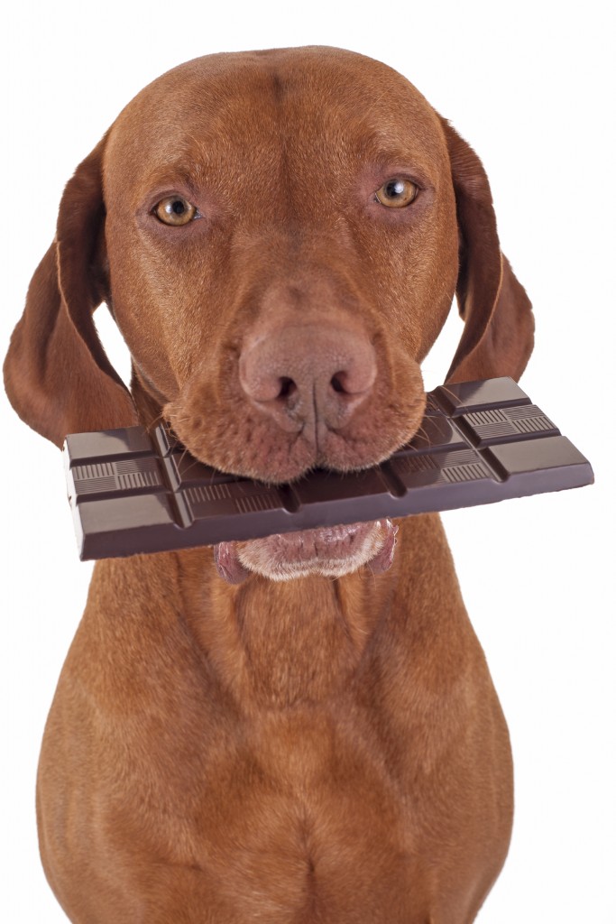 Aarzelen Afstoting Bijzettafeltje Chocolade vergiftiging hond & kat.