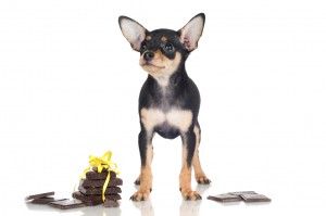 Hond Chocolade Giftig Dierenkliniek Crooswijk