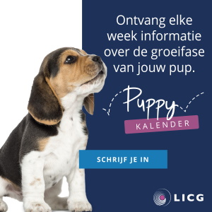 Puppykalender Dierenkliniek Crooswijk